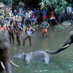 1 arrested in relationship with pregnant elephant’s death in Kerala: Minister