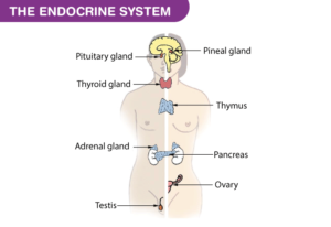 Physiology-The-Endocrine-System