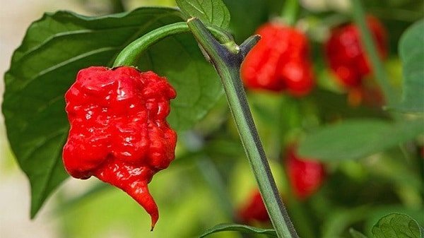 How the World’s Hottest Pepper Landed a Man in the Hospital