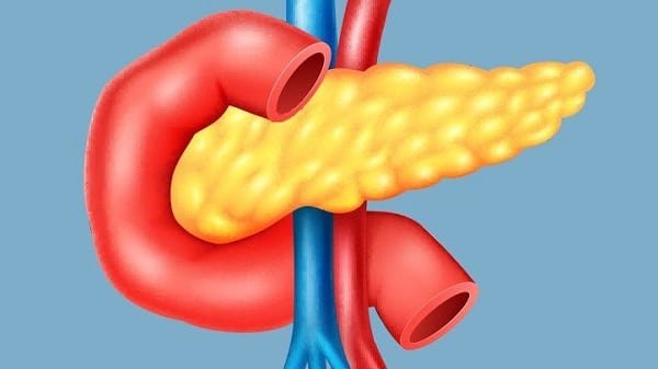 All About the Pancreas: Anatomy, Function, and Its Connection to Diabetes | Pancreas Function