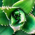 Aloe Vera 101: What It’s Good for, Its Proposed Benefits, and Its Possible Side Effects
