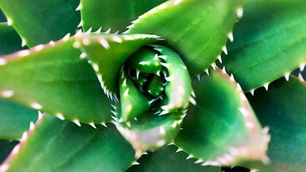 Aloe Vera 101: What It’s Good for, Its Proposed Benefits, and Its Possible Side Effects
