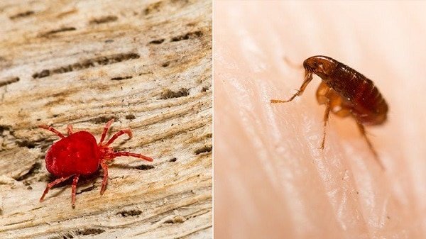 Yes, Mites and Fleas Bite. Here’s How to Avoid Them