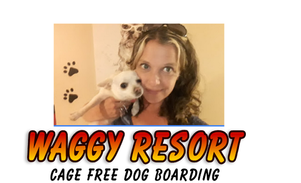 Waggy Resort Reviews (Sep) Here’s What You Should Know!