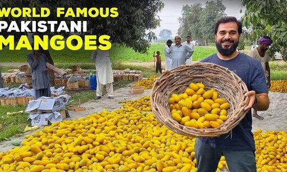 Mangoes From Pakistan