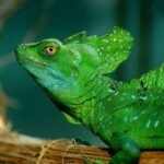 How Does One Breed A Basilisk {Dec 2021} Know Way And Factors