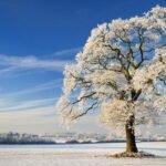 Winter Solstice 2021 Northern Hemisphere (2022) Read!