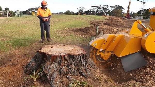 Stump Removal: Top 3 Ways to get rid of a Tree Stump