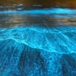Ways To Get BIOLUMINESCENT MARKER Analyzing The Sport