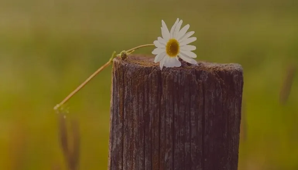 Onisa Review {2022}: Is Onisa store Fake or a Real?