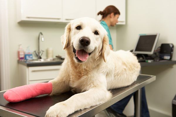 The true cost of the most common pet accidents!