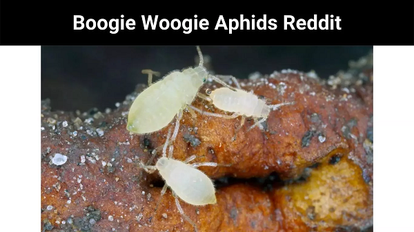 Boogie Woogie Aphids Reddit | How Does It Work ?