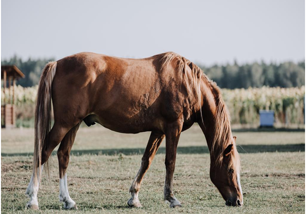 Benefits of Feeding Your Horse the Right Way