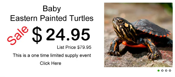 Myturtlestore Review {2023}: Get Full Details & Review Here!