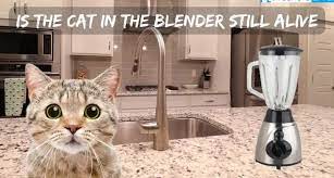 Is the Cat in the Blender Still Alive? Video Authentic, or a Hoax?